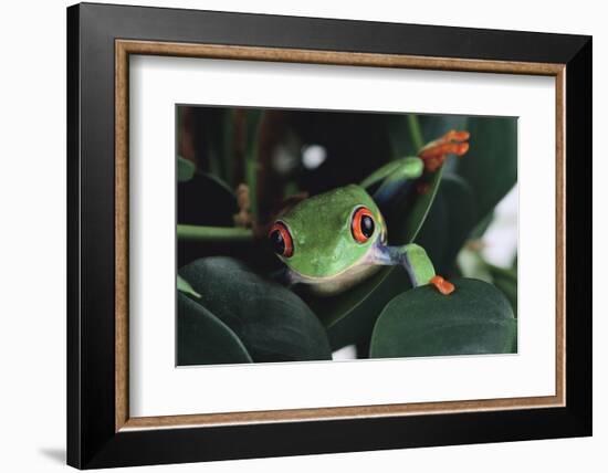 Agalychnis Callidryas-DLILLC-Framed Photographic Print