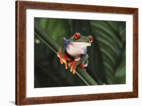 Agalychnis Callidryas-DLILLC-Framed Photographic Print