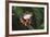 Agalychnis Callidryas-DLILLC-Framed Photographic Print