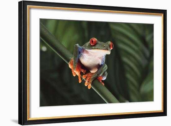 Agalychnis Callidryas-DLILLC-Framed Photographic Print