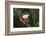 Agalychnis Callidryas-DLILLC-Framed Photographic Print