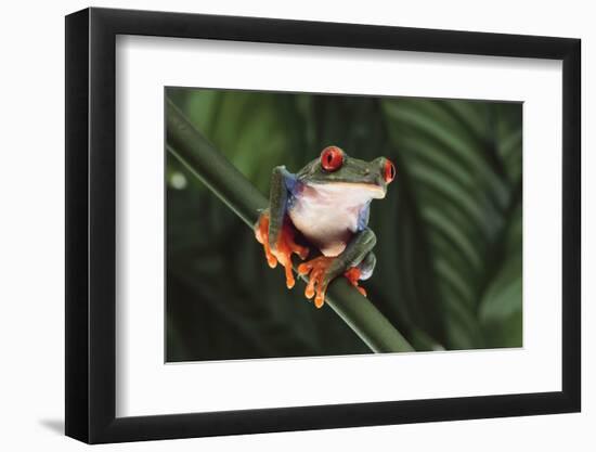 Agalychnis Callidryas-DLILLC-Framed Photographic Print