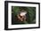 Agalychnis Callidryas-DLILLC-Framed Photographic Print