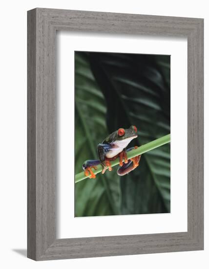 Agalychnis Callidryas-DLILLC-Framed Photographic Print