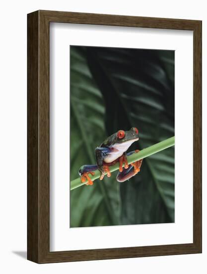 Agalychnis Callidryas-DLILLC-Framed Photographic Print