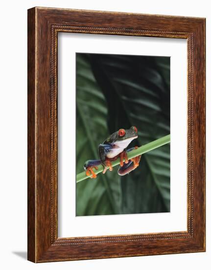 Agalychnis Callidryas-DLILLC-Framed Photographic Print