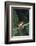 Agalychnis Callidryas-DLILLC-Framed Photographic Print