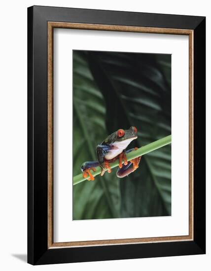 Agalychnis Callidryas-DLILLC-Framed Photographic Print