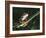 Agalychnis Callidryas-DLILLC-Framed Photographic Print