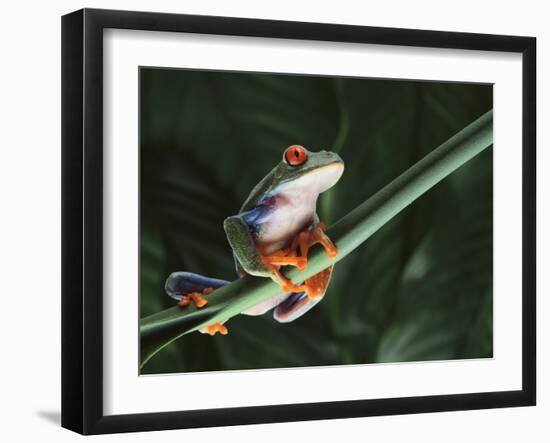 Agalychnis Callidryas-DLILLC-Framed Photographic Print