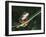 Agalychnis Callidryas-DLILLC-Framed Photographic Print