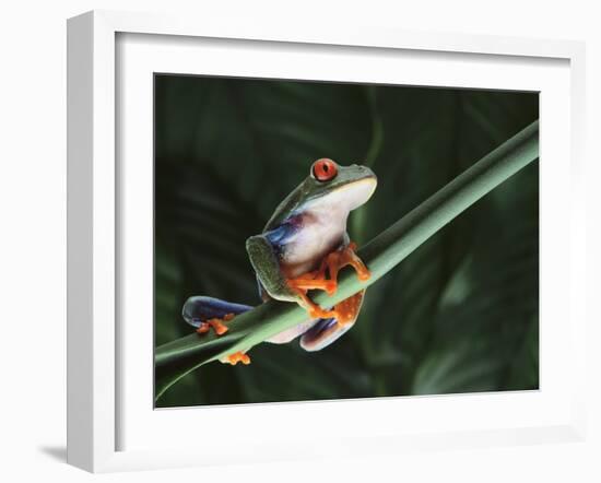 Agalychnis Callidryas-DLILLC-Framed Photographic Print