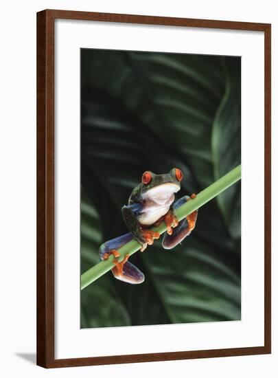 Agalychnis Callidryas-DLILLC-Framed Photographic Print