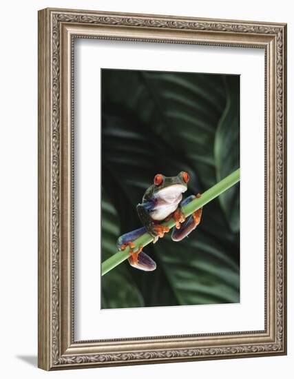 Agalychnis Callidryas-DLILLC-Framed Photographic Print