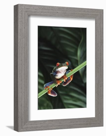 Agalychnis Callidryas-DLILLC-Framed Photographic Print