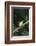 Agalychnis Callidryas-DLILLC-Framed Photographic Print