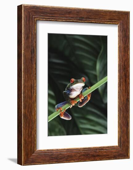 Agalychnis Callidryas-DLILLC-Framed Photographic Print