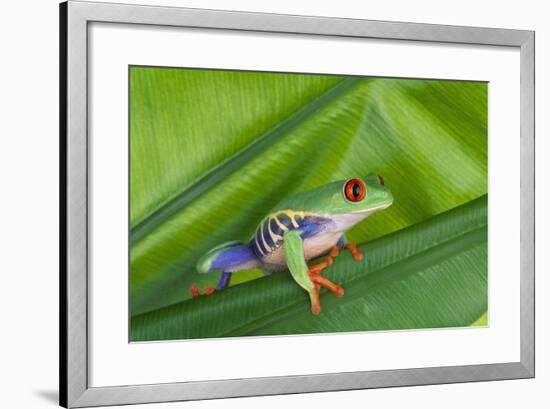 Agalychnis Callidryas-DLILLC-Framed Photographic Print