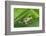 Agalychnis Callidryas-DLILLC-Framed Photographic Print