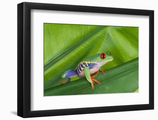 Agalychnis Callidryas-DLILLC-Framed Photographic Print