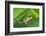 Agalychnis Callidryas-DLILLC-Framed Photographic Print