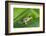 Agalychnis Callidryas-DLILLC-Framed Photographic Print