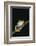 Agalychnis Callidryas-DLILLC-Framed Photographic Print