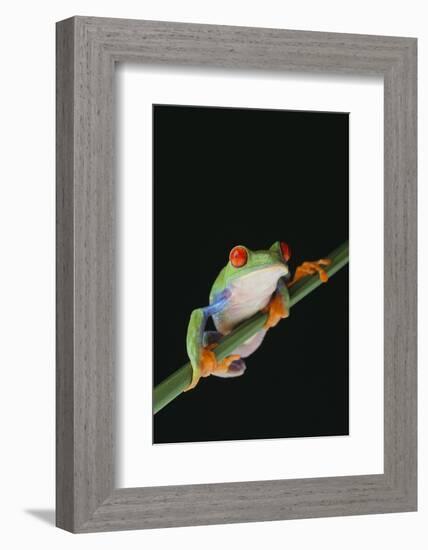 Agalychnis Callidryas-DLILLC-Framed Photographic Print