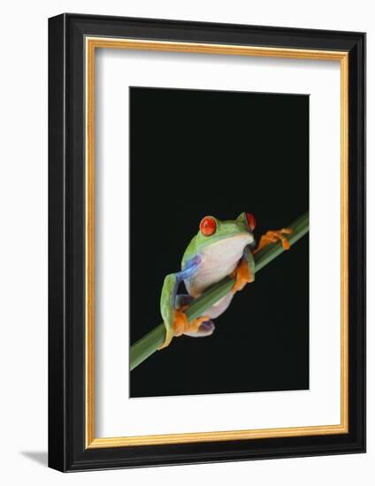 Agalychnis Callidryas-DLILLC-Framed Photographic Print