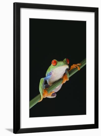 Agalychnis Callidryas-DLILLC-Framed Photographic Print