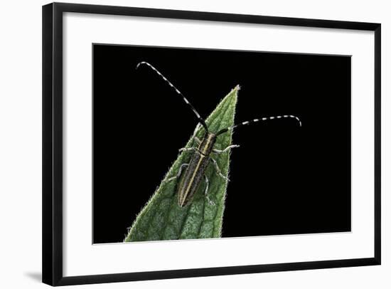 Agapanthia Cardui (Longhorn Beetle)-Paul Starosta-Framed Photographic Print