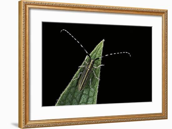 Agapanthia Cardui (Longhorn Beetle)-Paul Starosta-Framed Photographic Print