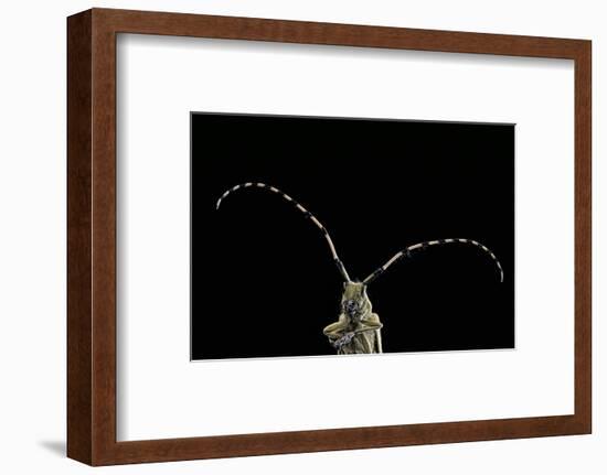 Agapanthia Dahli (Longhorn Beetle)-Paul Starosta-Framed Photographic Print