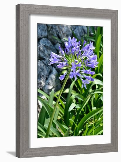 Agapanthus Africanus, Agapanthus in Umbel (Photo)-null-Framed Giclee Print