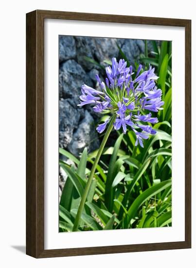 Agapanthus Africanus, Agapanthus in Umbel (Photo)-null-Framed Giclee Print