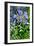 Agapanthus Africanus, Agapanthus in Umbel (Photo)-null-Framed Giclee Print