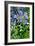 Agapanthus Africanus, Agapanthus in Umbel (Photo)-null-Framed Giclee Print