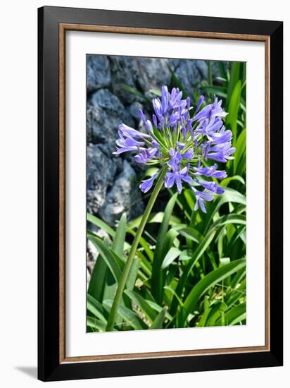 Agapanthus Africanus, Agapanthus in Umbel (Photo)-null-Framed Giclee Print