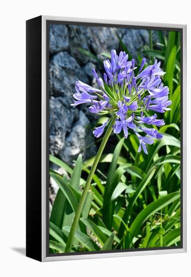 Agapanthus Africanus, Agapanthus in Umbel (Photo)-null-Framed Premier Image Canvas