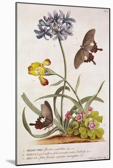Agapanthus Africanus, Iris Variegata and a Species of Oxalis, from 'Plantae Et Papiliones Rariores'-Georg Dionysius Ehret-Mounted Giclee Print