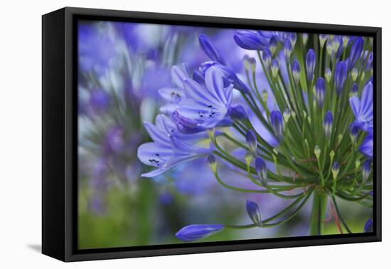 Agapanthus close-up, Sausalito, Marin County, California-Anna Miller-Framed Premier Image Canvas