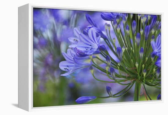 Agapanthus close-up, Sausalito, Marin County, California-Anna Miller-Framed Premier Image Canvas