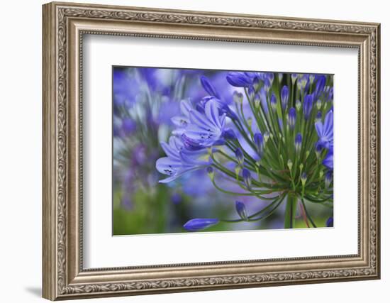 Agapanthus close-up, Sausalito, Marin County, California-Anna Miller-Framed Photographic Print