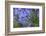 Agapanthus close-up, Sausalito, Marin County, California-Anna Miller-Framed Photographic Print