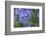 Agapanthus close-up, Sausalito, Marin County, California-Anna Miller-Framed Photographic Print