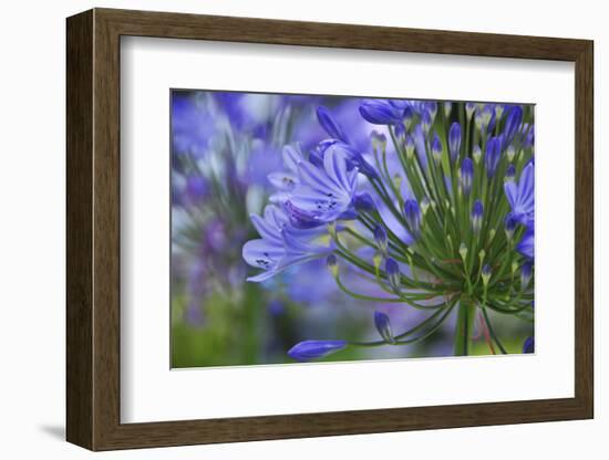 Agapanthus close-up, Sausalito, Marin County, California-Anna Miller-Framed Photographic Print