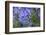 Agapanthus close-up, Sausalito, Marin County, California-Anna Miller-Framed Photographic Print