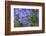 Agapanthus close-up, Sausalito, Marin County, California-Anna Miller-Framed Photographic Print