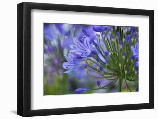 Agapanthus close-up, Sausalito, Marin County, California-Anna Miller-Framed Photographic Print