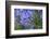 Agapanthus close-up, Sausalito, Marin County, California-Anna Miller-Framed Photographic Print